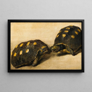 Albert Eckhout - Study of Two Brazilian Tortoises.webp