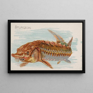 Allen Ginter - Sturgeon.webp