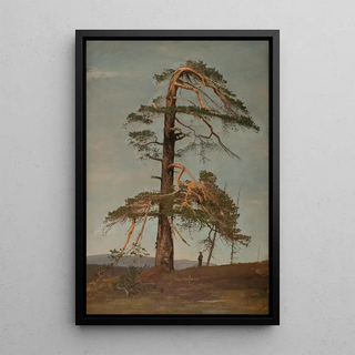 Amaldus Nielsen - Furu Vingersheia Telemark.webp