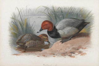 Archibald Thorburn - A Pair Of Pochard.webp