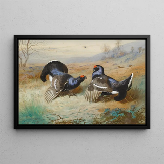 Archibald Thorburn - Blackcocks At The Lek.webp