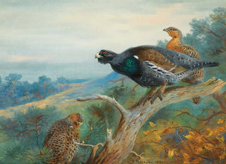 Archibald Thorburn - Capercaillie.webp