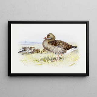 Archibald Thorburn - Greylag Goose.webp