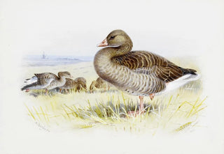 Archibald Thorburn - Greylag Goose.webp