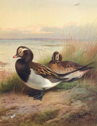 Archibald Thorburn - LongTailed Duck Summer.webp
