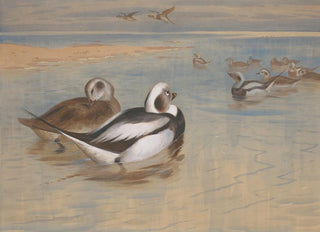Archibald Thorburn - Longtailed ducks.webp