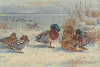 Archibald Thorburn - Mallard and teal in the snow.webp