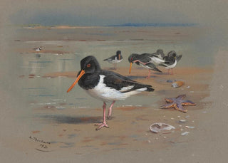 Archibald Thorburn - Oyster Catchers.webp