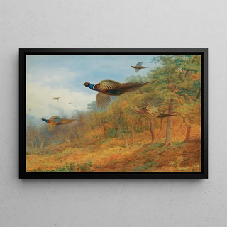 Archibald Thorburn - Pheasants Breaking Out Of Cover.webp