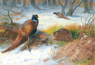 Archibald Thorburn - Pheasants In The Snow.webp