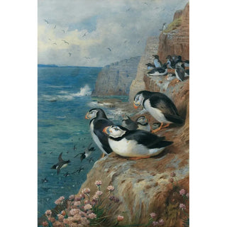 Archibald Thorburn - Puffins and Razor Bills.webp