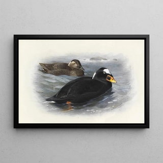 Archibald Thorburn - Surf Scoter.webp