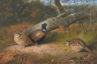 Archibald Thorburn - The Fallen Beech A Cock And Three Hen Pheasants With A Wasp.webp