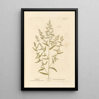 Elizabeth Blackwell - Tarragon.webp