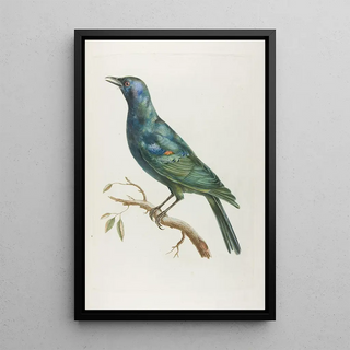 Franois Levaillant - Etourneau dafrique.webp