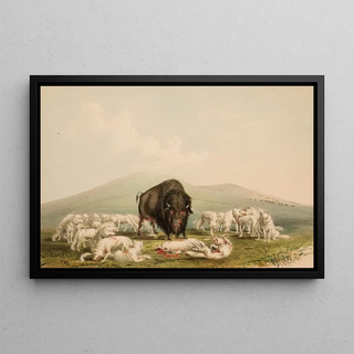 George Catlin - Buffalo Hunt White Wolves Attacking A Buffalo Bull.webp