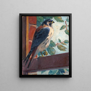 James C Kulhanek - American Kestrel.webp