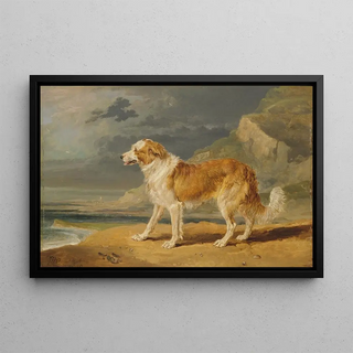 James Ward - RoughCoated Collie.webp