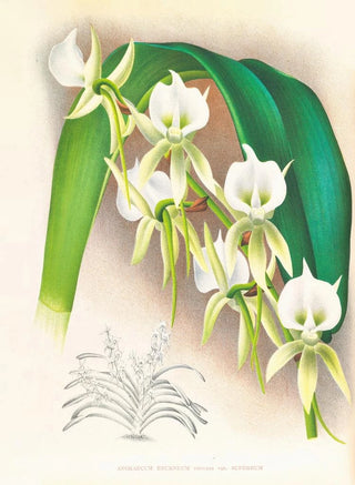 Jean Jules Linden - Angraecum eburneum var superbum.webp