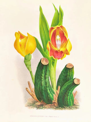 Jean Jules Linden - Anguloa Ruckeri var media.webp