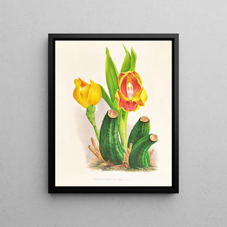 Jean Jules Linden - Anguloa Ruckeri var media.webp