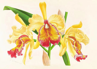 Jean Jules Linden - Cattleya Aurea.webp