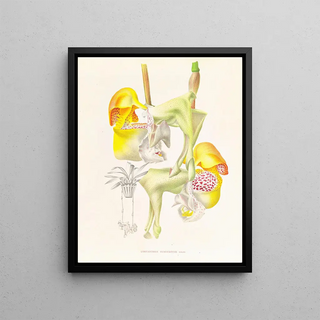 Jean Jules Linden - Coryanthes bungerothi.webp