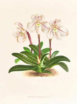 Jean Jules Linden - Cypripedium microchilum.webp