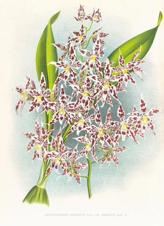 Jean Jules Linden - Odontoglossum odoratum var striatum.webp