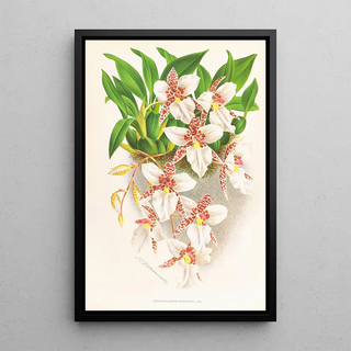 Jean Jules Linden - Odontoglossum rubescens.webp