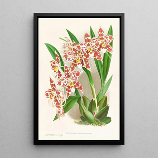 Jean Jules Linden - Odontoglossum wilckeanum albens.webp