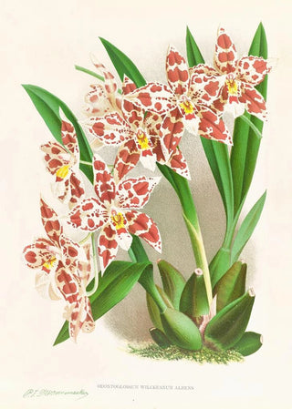 Jean Jules Linden - Odontoglossum wilckeanum albens.webp