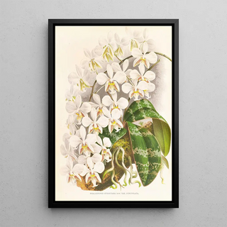 Jean Jules Linden - Phalaenopsis Stuartiana.webp