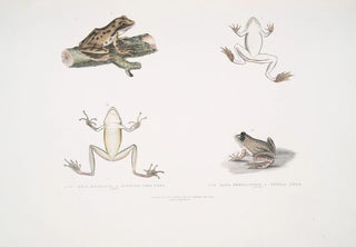 John Edward Gray - 1 1a Spotted Tree Frog Hyla maculata 2 2a Bengal Frog Rana Bengalensis.webp