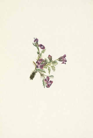 Mary Vaux Walcott - Alpine Pointvetch flower Oxytropis podocarpa.webp