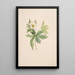 Mary Vaux Walcott - Anemone canadensis.webp