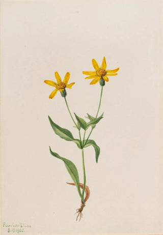 Mary Vaux Walcott - Arnica alpina.webp