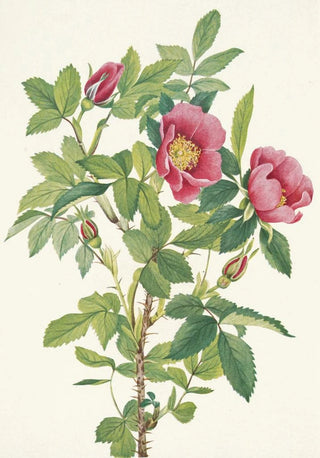 Mary Vaux Walcott - Bourgeau Rose flower Rosa bourgeauiana.webp