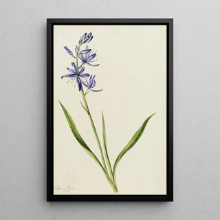 Mary Vaux Walcott - Camas Quamasia quamash.webp