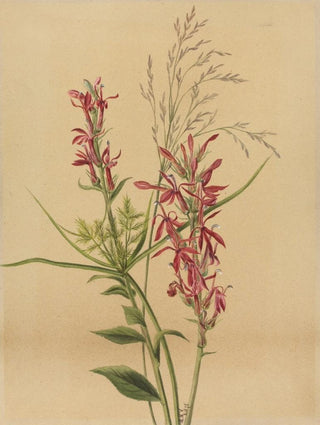 Mary Vaux Walcott - Cardinal Flower Lobelia cardinalis.webp