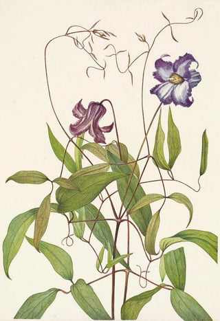 Mary Vaux Walcott - Curly Clematis Clematis crispa.webp