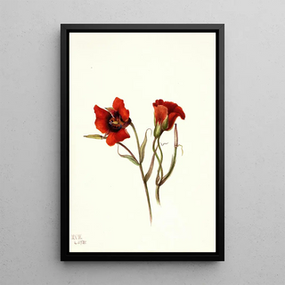 Mary Vaux Walcott - Desert Mariposa Calochortus kennedyi.webp