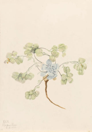 Mary Vaux Walcott - Double Bladderpod Physaria didymocarpa.webp
