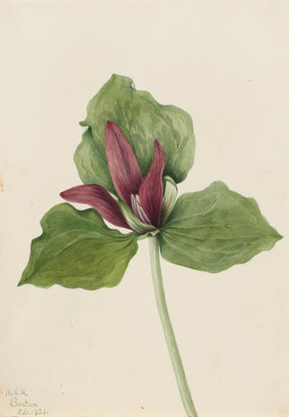 Mary Vaux Walcott - Giant Trillium Trillium chloropetalum.webp