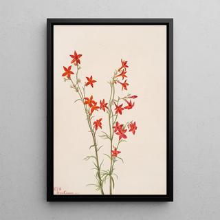 Mary Vaux Walcott - Gilia arizonica.webp