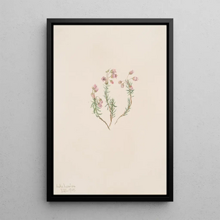 Mary Vaux Walcott - Heather Phyllodoce intermedia.webp
