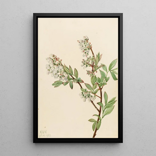 Mary Vaux Walcott - Highbush Blueberry Vaccinium corymbosum.webp