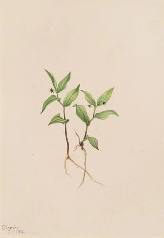 Mary Vaux Walcott - Kruhsea Kruhsea streptopoides.webp