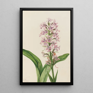 Mary Vaux Walcott - Large Purple FringeOrchid Habenaria grandiflora.webp