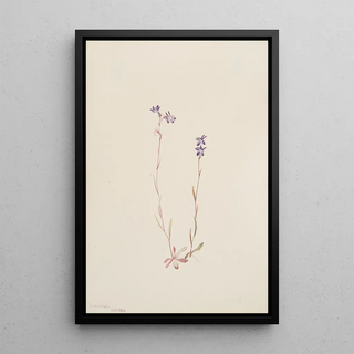 Mary Vaux Walcott - Lobelia Kalmii.webp